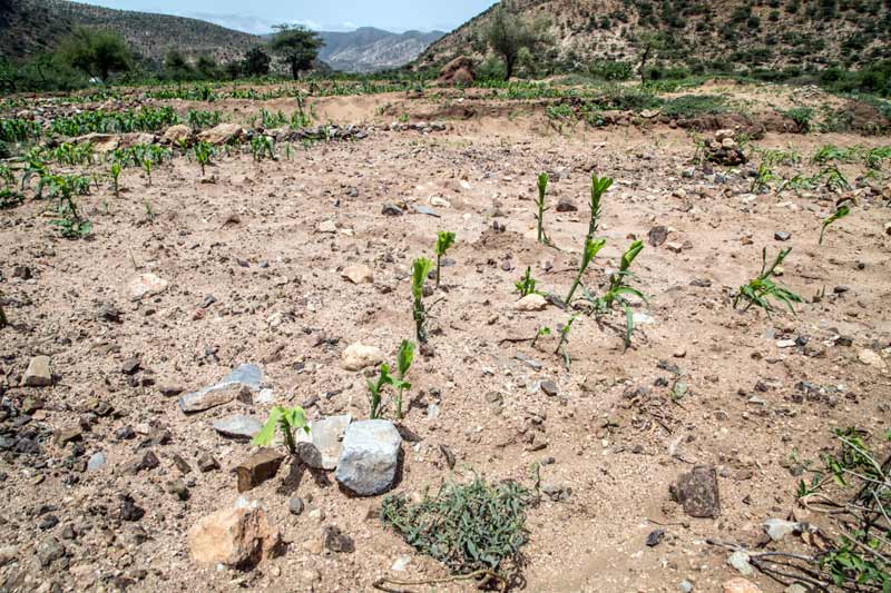 Crop Failure in Haraghe 