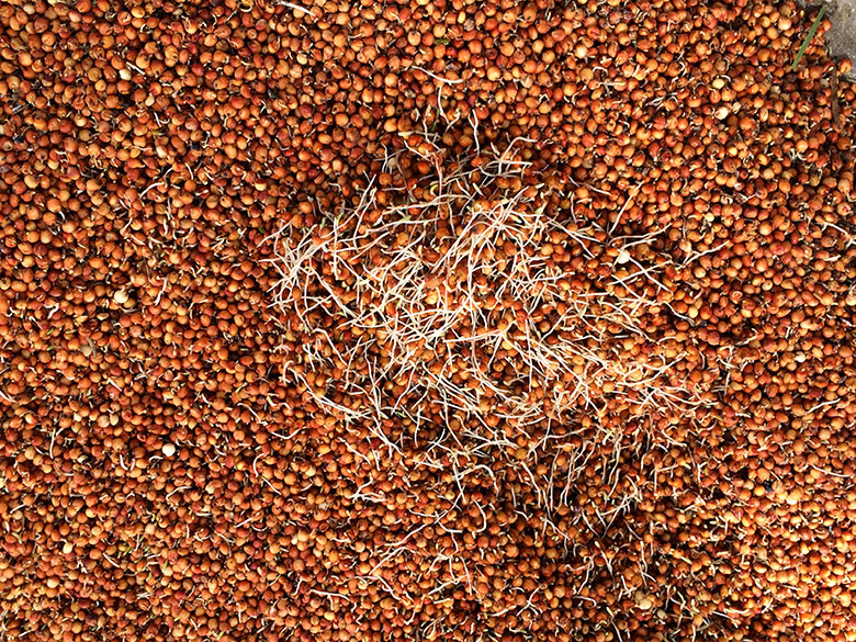 Sorghum